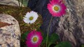 Pink and white Asteroideae flowers in the Rescue Command Post.