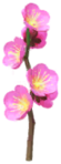 Icon for plum blossom Big Flowers.