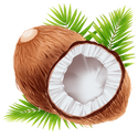 Tropical Coconut Event Currency from Pikmin Bloom.