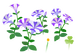 Texture for blue petunia flowers on the map in Pikmin Bloom.