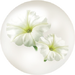 White petunia nectar from Pikmin Bloom.