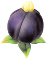 Alternate scan of the Violet Candypop Bud's artwork.