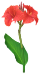 Red canna lily Big Flower icon.