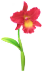 Red cattleya Big Flower icon in Pikmin Bloom
