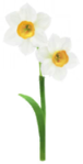 White daffodil Big Flower icon.