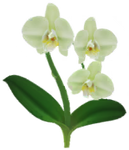 White moth orchid Big Flower icon.