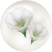 White prairie gentian nectar icon.png
