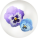 Blue pansy nectar from Pikmin Bloom.