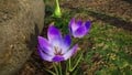 Colchicum.jpg