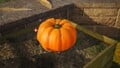 An alternative, more close-up, shot of the treasure in the location it is discovered.