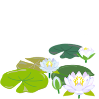 White water lily flowers icon.png