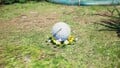 The treasure being carried by some Yellow Pikmin.
