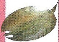 P2 Broken Cooking God Artwork.png