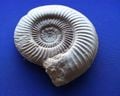 A real ammonite fossil.