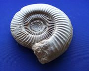 Olimarnite Shell - Pikipedia, the Pikmin wiki