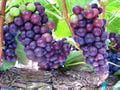 Pinot Noir Grapes Ripening.jpg
