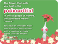 BloomFlowerQuizPoinsettia.png