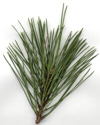 Pine needles.jpg