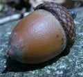 A large acorn from the real world.