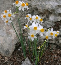 Real daffodil.jpg