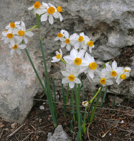 File:Real daffodil.jpg
