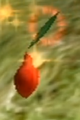 A Red Pikmin seed.