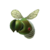Icon for the Shearwig, from Pikmin 4's Piklopedia.