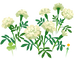 Texture for white marigold flowers on the map in Pikmin Bloom.
