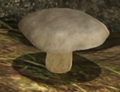The white mushroom in the Twilight Hollow.