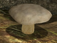 White mushroom.png