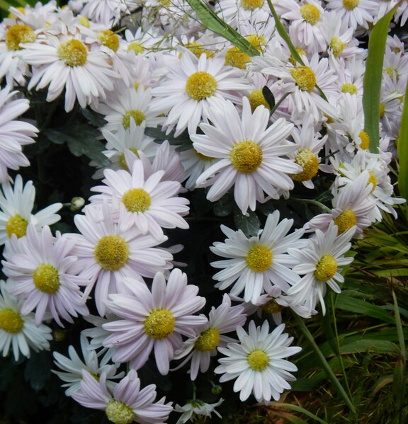 File:Real White Chrysanthemum.jpg