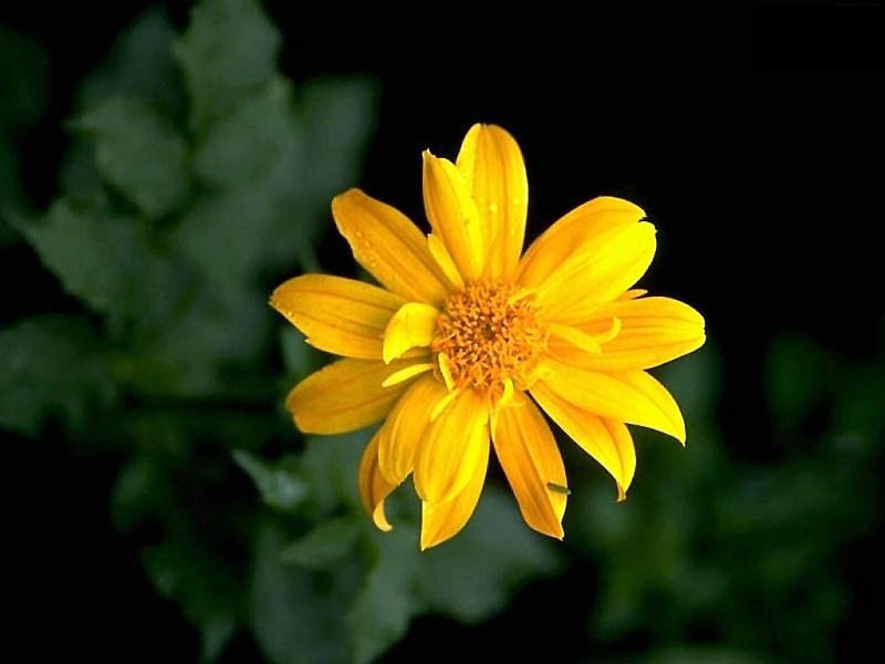 File:Chrysanthemum.jpg