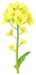 Yellow canola flower Big Flower icon.