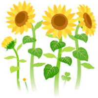 Yellow sunflower flowers icon.png