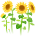 In-game texture for yellow sunflower flowers on the map.
