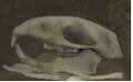 A skull in Pikmin 3.