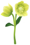 Yellow helleborus Big Flower icon.