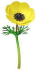 Yellow windflower Big Flower icon in Pikmin Bloom.