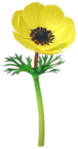 Yellow windflower Big Flower icon in Pikmin Bloom.