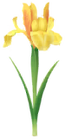 Iris Introduced on June 1st, 2025, and comes in white, yellow, red, and blue varieties.