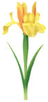 Yellow iris Big Flower icon.