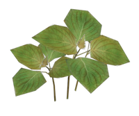 Unknown Plant.png