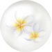 White frangipani nectar ball.