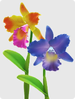 The image used on question 8 of the 2024 Pikmin Bloom Master Quiz.