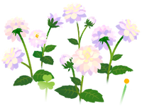 White dahlia flowers icon.png