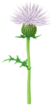 White thistle Big Flower icon.