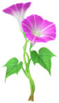 Red morning glory Big Flower in Pikmin Bloom.