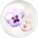 White pansy nectar from Pikmin Bloom.