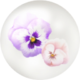 White pansy nectar from Pikmin Bloom.