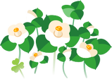 White camellia flowers icon.png